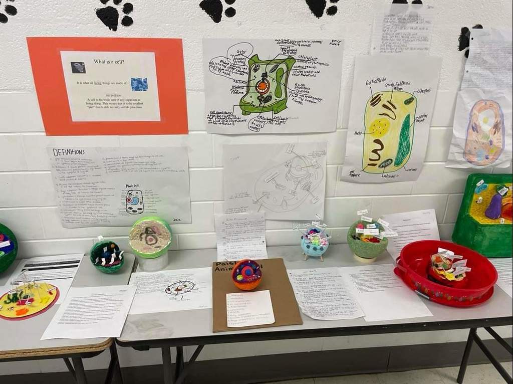 7th grade cell project