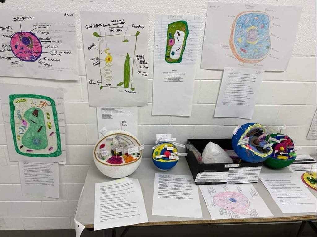 7th grade cell project 